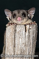 Squirrel Glider (Petaurus norfolcensis). Found in a range of forest habitats in eastern Australia. Listed on IUCN Red List as Lower Risk/Near Threatened.