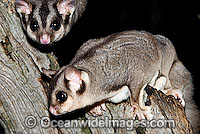 Sugar Gliders (Petaurus breviceps). Found in a range of forest habitats in nothern, eastern and south-eastern Australia