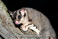 Sugar Glider (Petaurus breviceps). Found in a range of forest habitats in nothern, eastern and south-eastern Australia