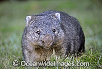 Common Wombat (Vombatus ursinus). Cradle Mountain, Tasmania, Australia