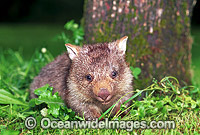 Baby Common Wombat (Vombatus ursinus). Mole Creek, Tasmania, Australia