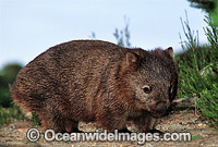 Common Wombat (Vombatus ursinus). Mole Creek, Tasmania, Australia