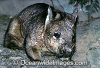 Southern Hairy-nosed Wombat (Lasiorhinus latifrons). South Australia. Threatened species.