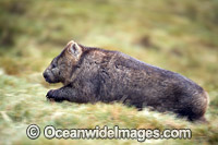 Tasmanian Common Wombat (Vombatus ursinus tasmaniensis), running. This species is recognised as the Tasmanian subspecies of the Common Wombat (Vombatus ursinus hirsutus) found on mainland Australia. Photo taken in Tasmania, Australia.