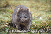 Tasmanian Common Wombat (Vombatus ursinus tasmaniensis), is recognised as the Tasmanian subspecies of the Common Wombat (Vombatus ursinus hirsutus) found on mainland Australia. Photo taken in Tasmania, Australia.
