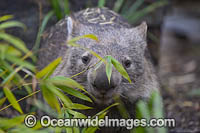 Common Wombat (Vombatus ursinus), also known as the Coarse-haired Wombat or Bare-nosed Wombat. Found in southern and eastern Australia, including Tas and Vic, and in mountain districts in southern Qld.