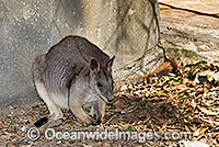 Proserpine Rock-wallaby (Petrogale persephone). Found in coastal forests and grassland around Proserpine, Airlie Beach and some of the Whitsunday Islands, Queensland, Australia. Endangered species