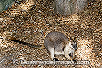 Proserpine Rock-wallaby (Petrogale persephone). Found in coastal forests and grassland around Proserpine, Airlie Beach and some of the Whitsunday Islands, Queensland, Australia. Endangered species