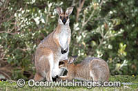 Red-necked Wallaby (Notamacropus rufogriseus), joey feeding on mothers milk. Also known as Bennett's Wallaby. Photo taken in Moonee Beach Nature Reserve, New South Wales, Australia.