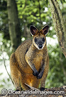 Swamp Wallaby (Wallabia bicolor). Found in a variety of dense forest habitats throughout eastern and south-eastern Australia