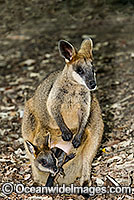 Swamp Wallaby (Wallabia bicolor) - mother with joey, or baby. Found in a variety of dense forest habitats throughout eastern and south-eastern Australia