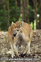 Antilopine Wallaroo (Macropus antilopinus). Found in the woodlands of Far Northern Australia