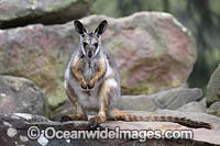Yellow-footed Rock-wallaby (Petrogale xanthopus), formerly known as Ring-tailed Rock-wallaby. Found in rock outcroppings in western NSW, eastern SA and isolated portions of Qld, Australia. Near Threatened species.