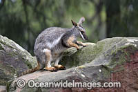 Yellow-footed Rock-wallaby (Petrogale xanthopus), formerly known as Ring-tailed Rock-wallaby. Found in rock outcroppings in western NSW, eastern SA and isolated portions of Qld, Australia. Near Threatened species.