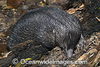 Short-beaked Echidna (Tachyglossus aculaetus) - juvenile foraging for termites. Echidnas are egg laying mammals. Eastern Australia