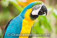 Blue-and-yellow Macaw (Ara ararauna). Also known as Blue-and-gold Macaw. Found in rainforests and woodlands of tropical South America, extending into Central America.