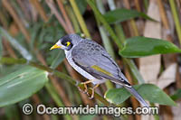 Noisy Miner (Manorina melanotis). Found throughout south-eastern Australia in open forests and woodlands. Photo taken at Coffs Harbour, New South Wales, Australia.