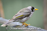 Noisy Miner (Manorina melanotis). Found throughout south-eastern Australia in open forests and woodlands.