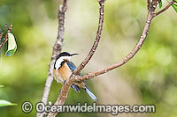 Eastern Spinebill (Acanthorhynchus tenuirostris) - male. Found in forests, woodlands and heaths east of the Great Dividing Range from Cooktown in far Northern Queensland to the Flinders Ranges in South Australia, Australia.