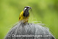 White-eared Honeyeater (Nesoptilotis leucotis), collecting hair for its nest from an unsuspecting human. Found in forests, woodlands, heathlands, mallee and dry inland scrublands in eastern and southern Australia.