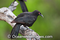 White winged Chough (Corcorax melanorhamphos). Physically similar to Crows, Ravens and Currawongs. Found throughout south-eastern Australia in eucalypt woodlands and open forests. Photo taken at Warrumbungle National Park, NSW, Australia.