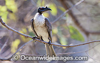 Noisy Friarbird (Philemon corniculatus). Found in open forests, woodlands, swamplands, heathlands and banksia trees throughout eastern Australia. Photo taken at Warrumbungle National Park, New South Wales, Australia.