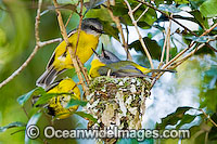 Eastern Yellow Robin (Eopsaltria australis) - parent bird in nest with accompanying partner. Lamington Plateau, South-eastern Queensland. Found in a wide range of habitat from dry woodlands to rainforest of Eastern and South-east Australia