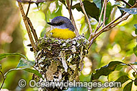 Eastern Yellow Robin (Eopsaltria australis) - parent bird in nest. Lamington Plateau, South-eastern Queensland. Found in a wide range of habitat from dry woodlands to rainforest of Eastern and South-eastern Australia.
