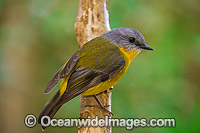 Eastern Yellow Robin (Eopsaltria australis). Found in a wide range of habitat from dry woodlands to rainforest of Eastern and South-eastern Australia. Photo taken at Lamington World Heritage National Park, Queensland, Australia.