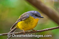 Eastern Yellow Robin (Eopsaltria australis). Found in a wide range of habitat from dry woodlands to rainforest of Eastern and South-eastern Australia. Photo taken at Lamington World Heritage National Park, Queensland, Australia.