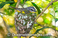 Eastern Yellow Robin (Eopsaltria australis) - parent bird in nest. Lamington Plateau, South-eastern Queensland. Found in a wide range of habitat from dry woodlands to rainforest of Eastern and South-eastern Australia.