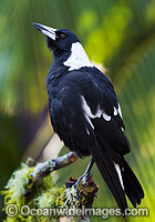 Black-backed Magpie (Gymnorhina tibicen), singing. Also known as Australian Magpie. Found throughout Australia, but with regional colour variation (White-back and Blackback being most common). Photo taken at Coffs Harbour, NSW, Australia.
