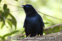 Satin Bowerbird (Ptilonorhynchus violaceus) - male. Found in cool temperate mountain rainforests, coastal rainforests, dense thickets and blackberry in S.E. Qld and N.E. NSW, Australia. Photo taken Lamington World Heritage National Park, Qld, Australia