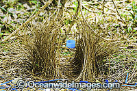 Satin Bowerbird (Ptilonorhynchus violaceus) - display bower built by male bird, decorated in blue collectables such as plastic straws, bottle tops & feathers placed to entice female. Found in rainforests, wet eucalypt forests & woodlands of S.E. Australia