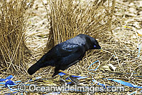 Satin Bowerbird (Ptilonorhynchus violaceus) - male at display bower decorated with blue collectables, such as plastic straws, bottle tops & feathers placed to entice female. Found in rainforests, wet eucalypt forests & woodlands of south-eastern Australia