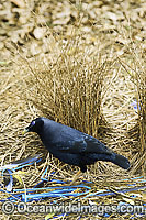 Satin Bowerbird (Ptilonorhynchus violaceus) - male at display bower decorated with blue collectables, such as plastic straws, bottle tops & feathers placed to entice female. Found in rainforests, wet eucalypt forests & woodlands of south-eastern Australia