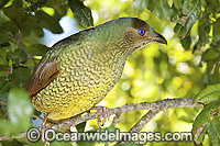Satin Bowerbird (Ptilonorhynchus violaceus) - female. Found in cool temperate mountain rainforests, coastal rainforests, dense thickets and blackberry in S.E. Qld and N.E. NSW, Australia. Photo taken Lamington World Heritage National Park, Qld, Australia