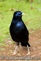 Satin Bowerbird (Ptilonorhynchus violaceus) - male. Found in cool temperate mountain rainforests, coastal rainforests, dense thickets and blackberry in S.E. Qld and N.E. NSW, Australia. Photo taken Lamington World Heritage National Park, Qld, Australia