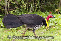 Australian Brush Turkey (Alectura lathami), male. Also known as Bush Turkey. Note yellow breeding wattle around base of neck. Found in temperate to tropical rainforests and around gullies in wet eucalypt forests of eastern Australia. Queensland, Australia