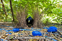 Satin Bowerbird (Ptilonorhynchus violaceus), male at display bower decorated with blue collectables, such as plastic straws, bottle tops & feathers placed to entice female. Photo taken Lamington World Heritage National Park, Qld, Australia