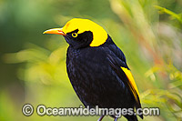 Regent Bowerbird (Sericulus chrysocephalus) - male. Found in cool temperate mountain rainforests, coastal rainforests, dense thickets and blackberry in S.E. Qld and N.E. NSW, Australia. Photo taken Lamington World Heritage National Park, Qld, Australia