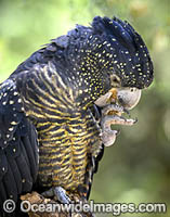 Red-tailed Black Cockatoo (Calyptorhynchus banksii) female. Also known as Banksian Black Cockatoo and Bank's Black Cockatoo. Most common in the drier parts of Australia, but also seen in coastal forest habitats.