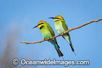 Rainbow Bee-eater (Merops ornatus). Found during summer in forested areas of southern Australia, excluding Tasmania. Migrate north during winter to northern Australia, New Guinea and southern islands of Indonesia.