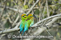 Rainbow Bee-eater (Merops ornatus). Found during summer in forested areas of southern Australia, excluding Tasmania. Migrate north during winter to northern Australia, New Guinea and southern islands of Indonesia.