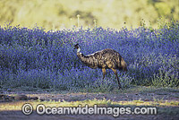 Emu (Dromaius novaehollandiae) in a field of flowering Paterson's Curse. Warrumbungle National Park, New South Wales, Australia