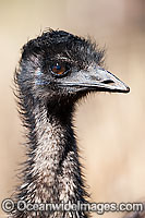 Emu (Dromaius novaehollandiae) - one year old juvenile. Common throughout Australia in habitat ranging from semi-arid grasslands, scrublands, open woodlands to tall dense forests. Photo taken Warrumbungle National Park, New South Wales, Australia