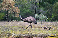 Emu (Dromaius novaehollandiae) - adult male with chicks. Common throughout Australia in habitat ranging from semi-arid grasslands, scrublands, open woodlands to tall dense forests. Photo taken Warrumbungle National Park, New South Wales, Australia