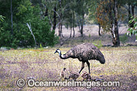 Emu (Dromaius novaehollandiae) - adult male with chicks. Common throughout Australia in habitat ranging from semi-arid grasslands, scrublands, open woodlands to tall dense forests. Photo taken Warrumbungle National Park, New South Wales, Australia