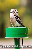 Laughing Kookaburra (Dacelo novaeguineae) - perched on a power connection pole. Also known as Kingfisher. Found thoughout open forests and woodlands of Eastern Australia and Southern Western Australia.