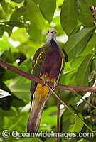 Wompoo Fruit-Dove (Ptilinopus magnificus). Tropical and Sub-tropical Rainforests of Eastern Australia